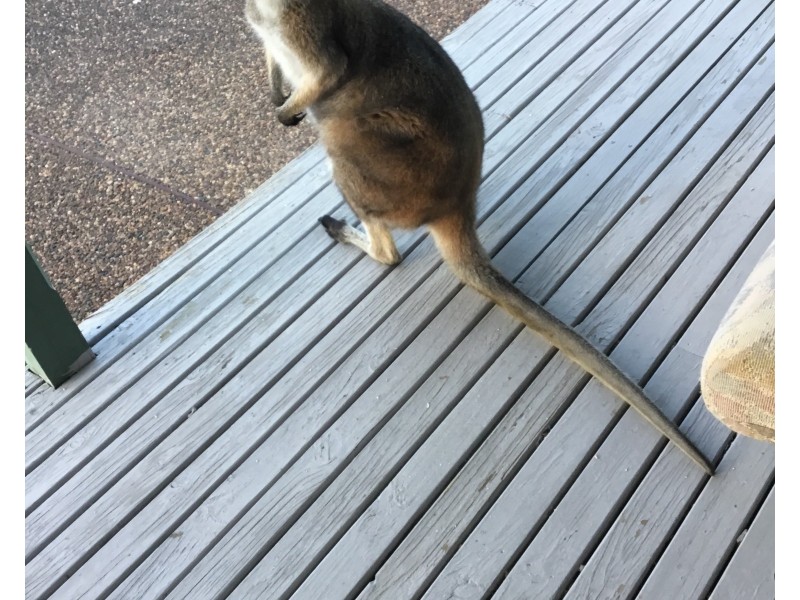 3/1953 Chichester Dam Road, Bandon Grove Via, Dungog NSW 2420