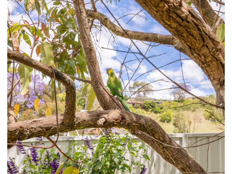 24 Moore Street, Dungog NSW 2420