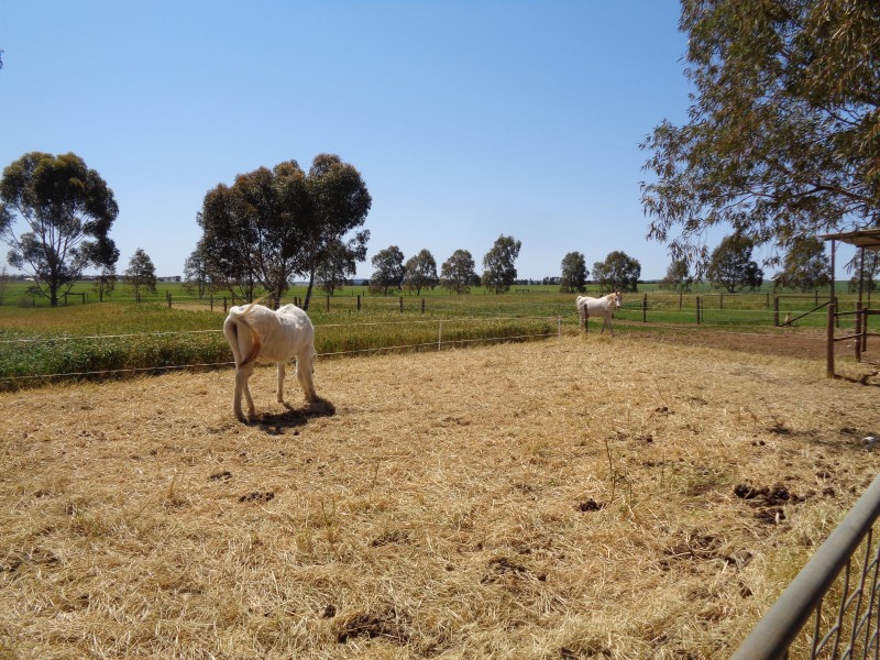 107 Bowyer Road, Owen SA 5460