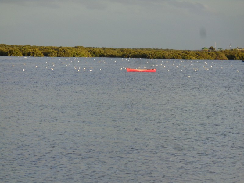 LOT 746 THE ESPLANADE, Middle Beach SA 5501