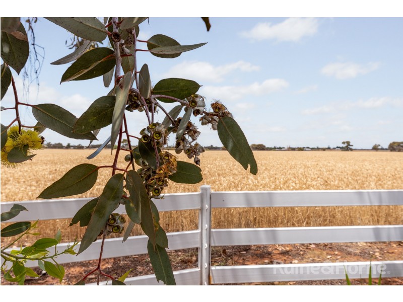 529 Paddys Bridge Road, Redbanks SA 5502