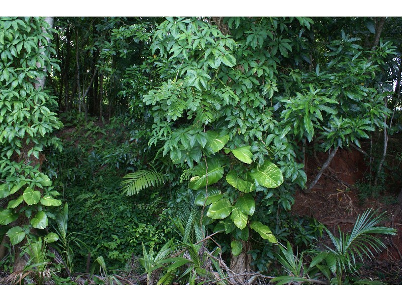 32 MERRYBROOK STREET, Freshwater QLD 4870