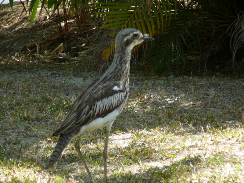 28 EDDY STREET, Clifton Beach QLD 4879