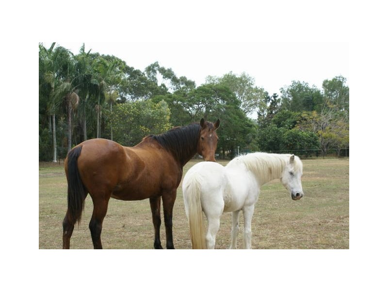 1 PETRICOLA  STREET, Clifton Beach QLD 4879