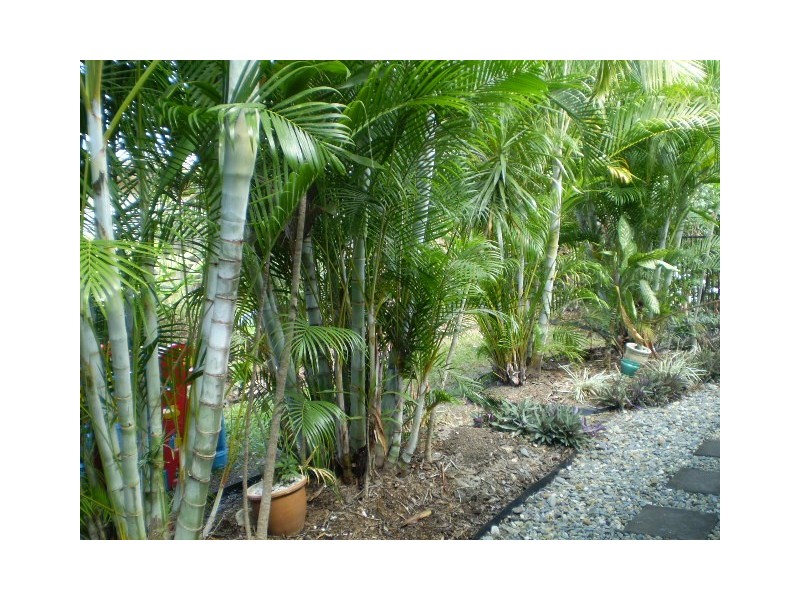 30 WATERLILLY STREET, Kewarra Beach QLD 4879