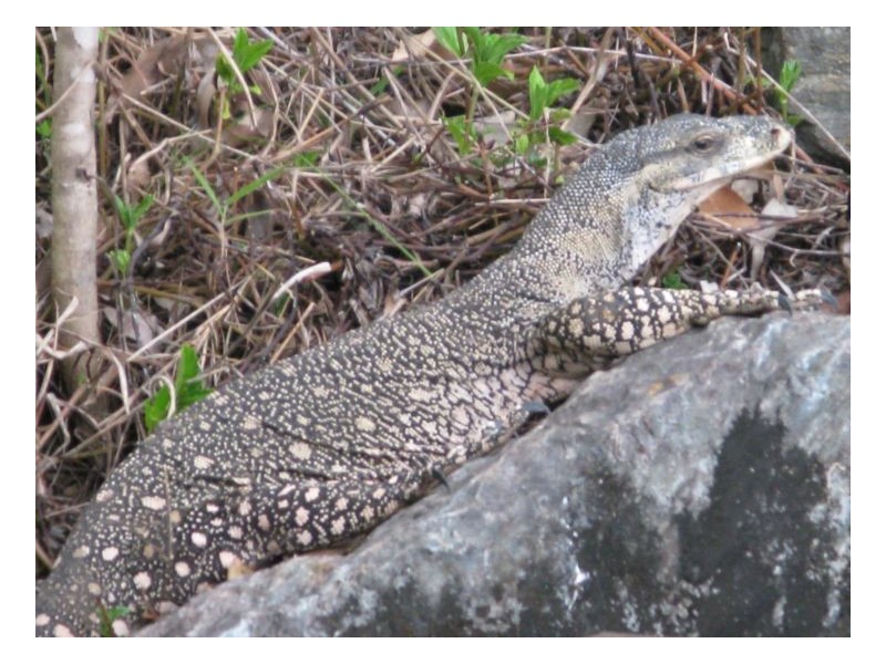 25-27 LARK CLOSE,, Clifton Beach QLD 4879