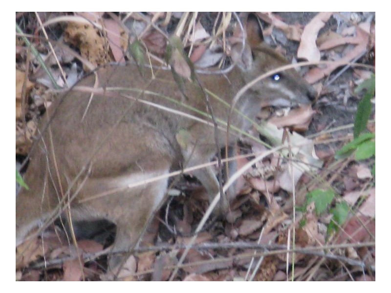 25-27 LARK CLOSE,, Clifton Beach QLD 4879