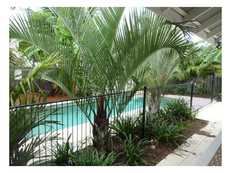 62 Terebra Close, Palm Cove QLD 4879