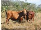 Mareeba QLD 4880