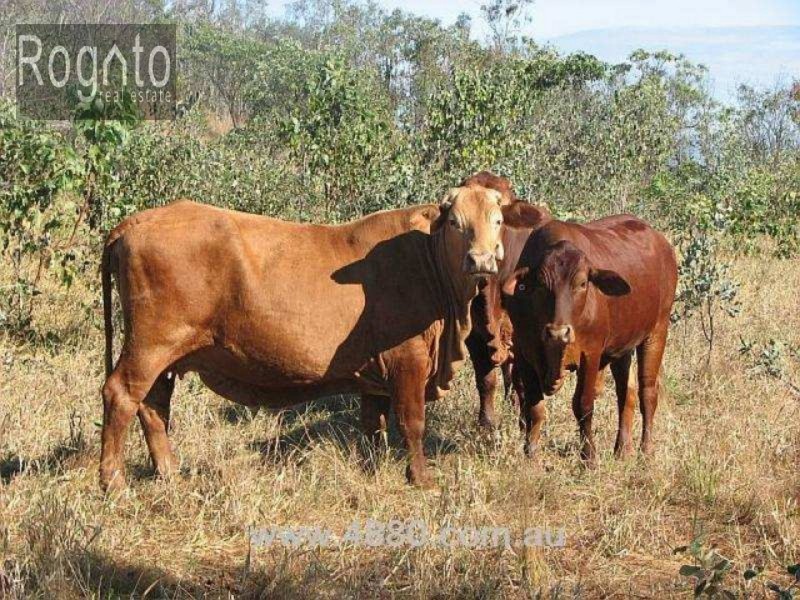 Mareeba QLD 4880