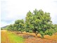 Mareeba QLD 4880