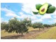 Mareeba QLD 4880