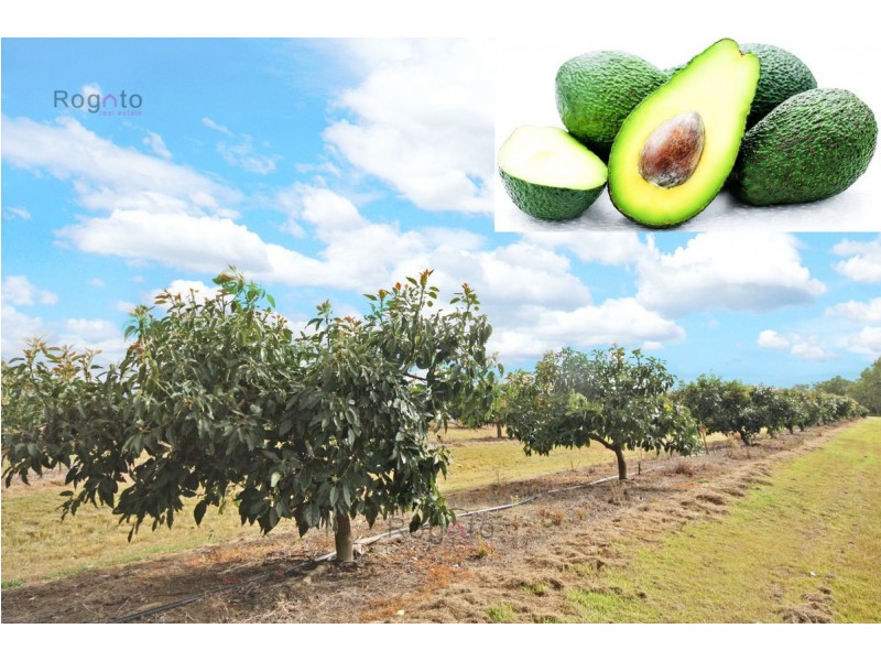 Mareeba QLD 4880