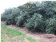 Mareeba QLD 4880