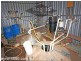 Mareeba QLD 4880