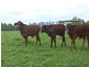 Walkamin QLD 4872