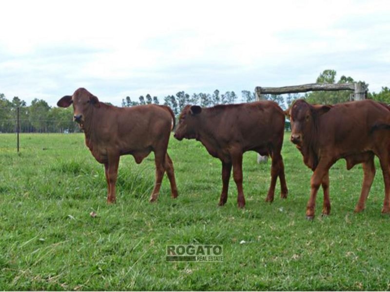 Walkamin QLD 4872
