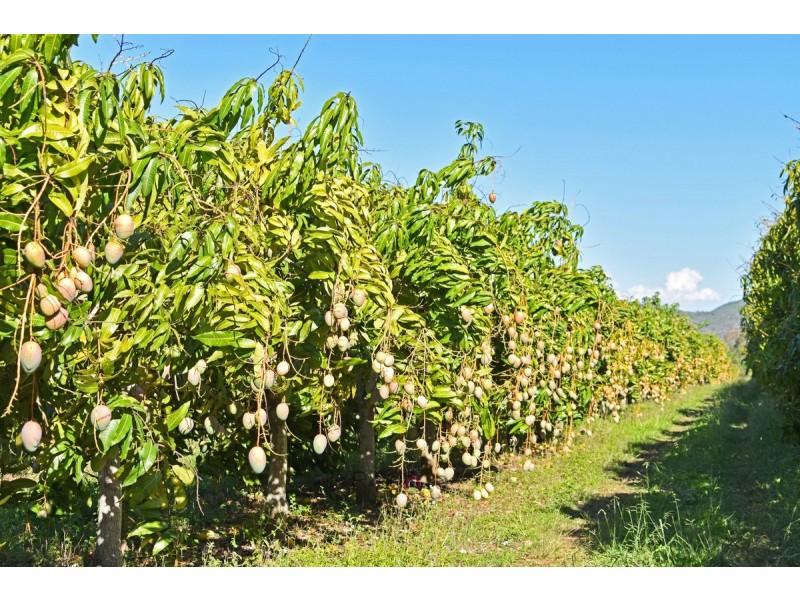 Dimbulah QLD 4872