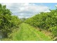 Dimbulah QLD 4872