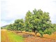 Mareeba QLD 4880