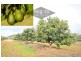 Mareeba QLD 4880