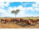 Mareeba QLD 4880