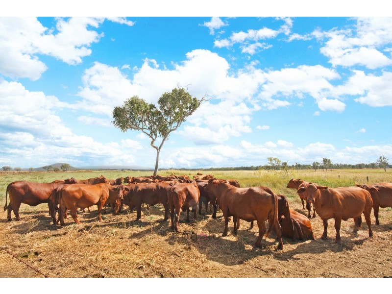 Mareeba QLD 4880