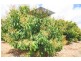Mutchilba QLD 4872