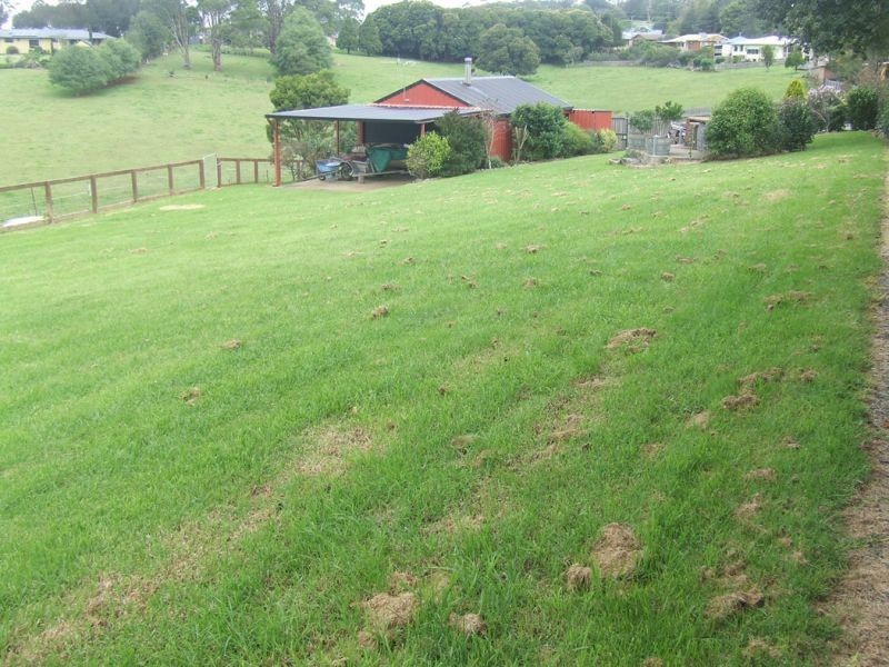 24 Kurrajong Street, Dorrigo NSW 2453