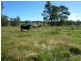 Ebor NSW 2453