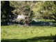Ebor NSW 2453