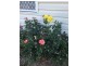 86A Main Street, Cundletown NSW 2430
