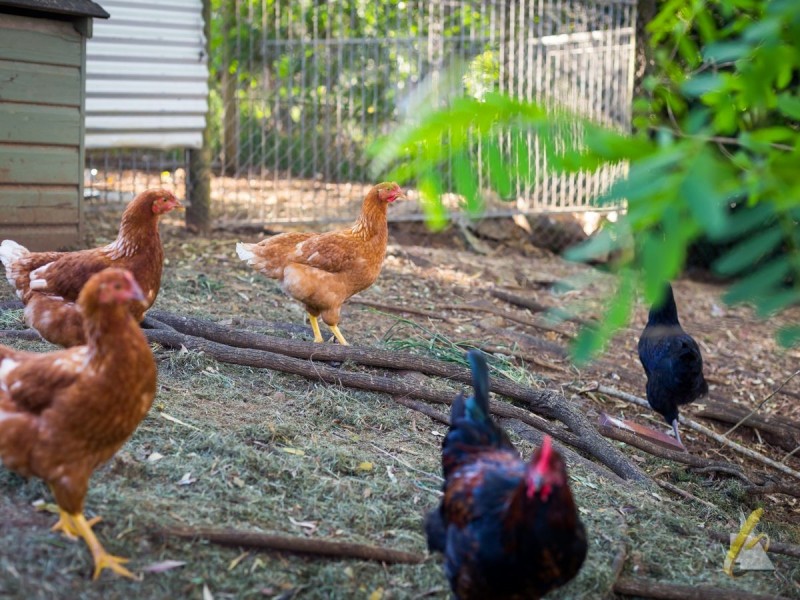 51 Huntingdale Street, Pullenvale QLD 4069