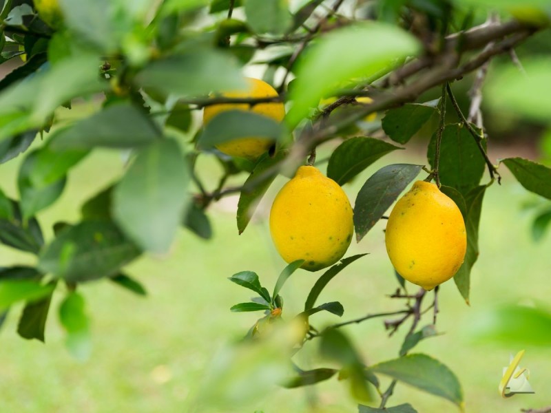 15 Kanangra Close, Karana Downs QLD 4306