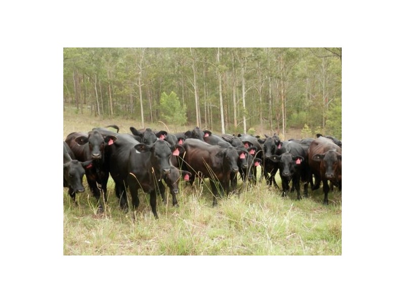 Lot 14 Yabbra Rd, Yabbra NSW 2469