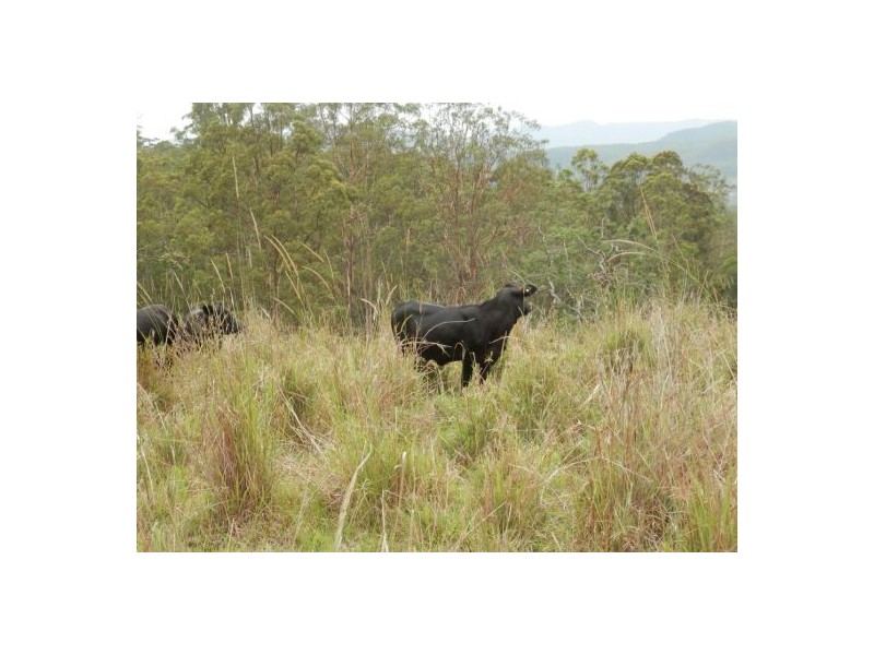 Lot 14 Yabbra Rd, Yabbra NSW 2469