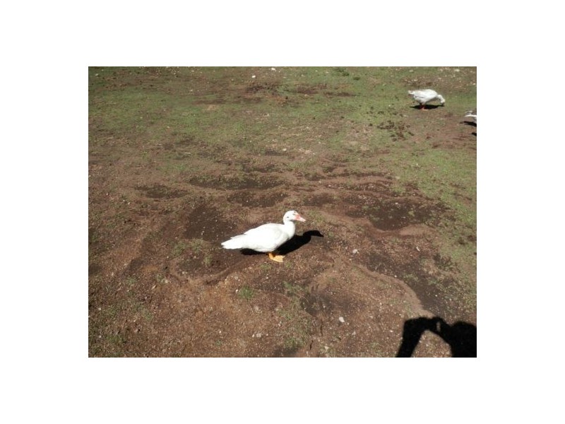 Lot 2 Red Rock Rd, Drake NSW 2469