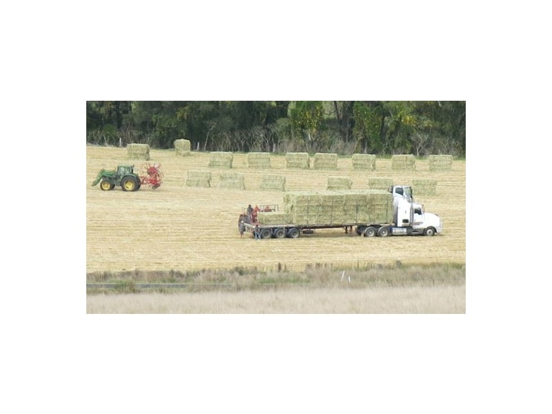1668 Plains Station Rd, Tabulam NSW 2469
