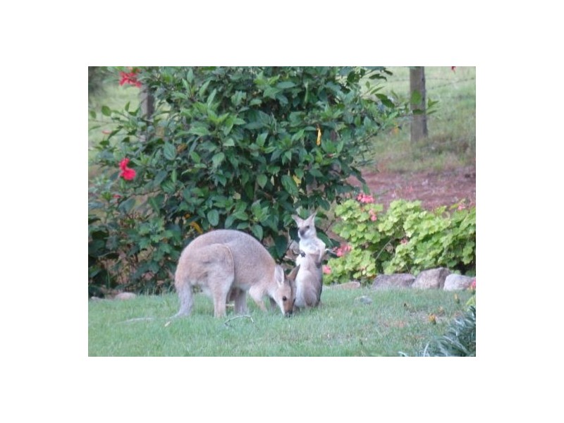 157 Theresa Creek, Theresa Creek NSW 2469