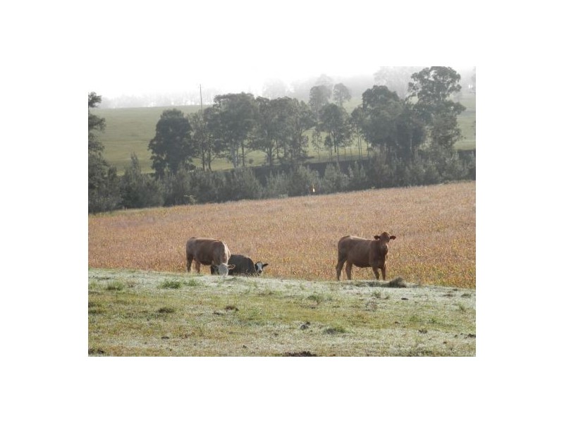 182 Plain Station Road, Tabulam NSW 2469