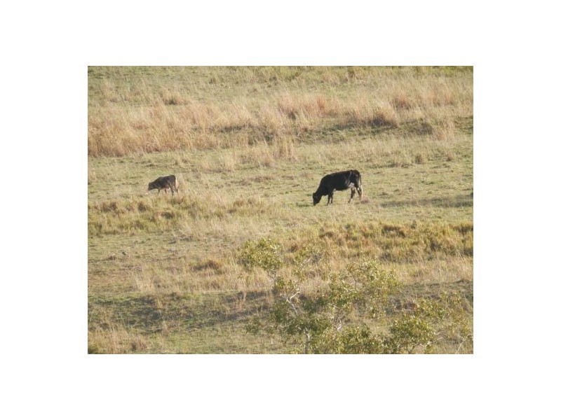 14 Chauvel Road, Tabulam NSW 2469