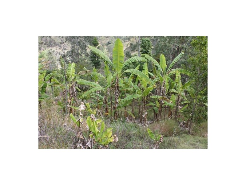 Cedar Point NSW 2474