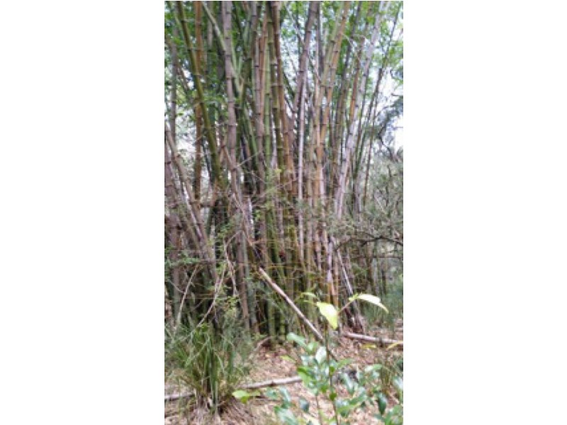 Lot 4 Leslie Creek Rd, Drake NSW 2469