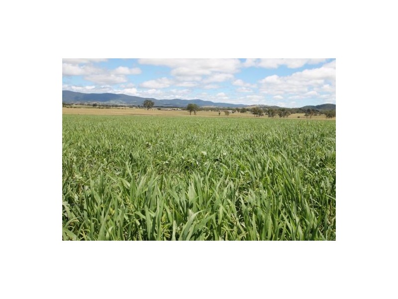 964 Bruxner Highway, Tenterfield NSW 2372