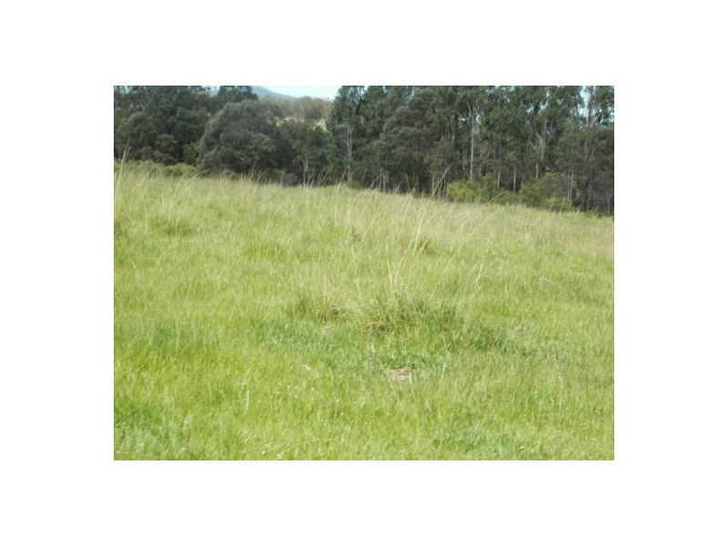 1448 Plains Station Rd, Tabulam NSW 2469