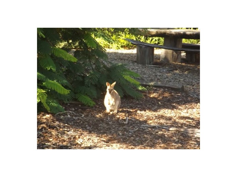 657 Old Dyraaba Road Casino, Casino NSW 2470