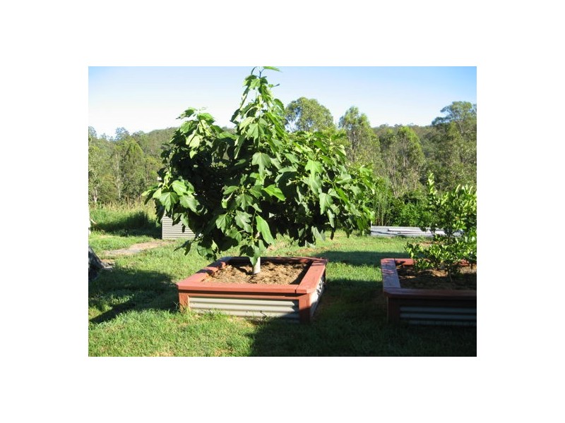 7788 Bruxner Hwy, Drake NSW 2469