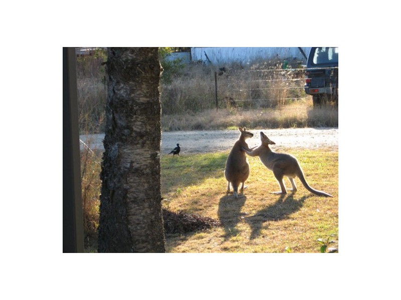 7788 Bruxner Hwy, Drake NSW 2469