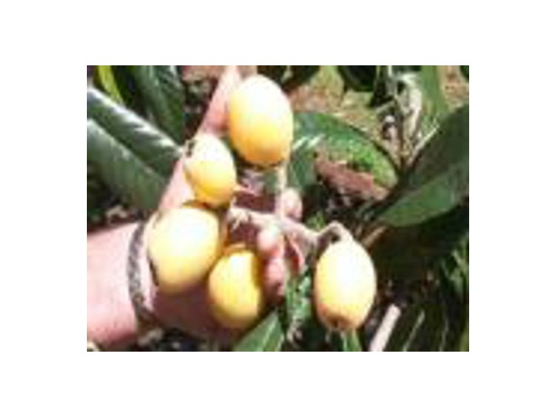 1190 Hogarth RangeRoad, Casino NSW 2470