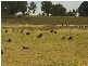 Leeville NSW 2470